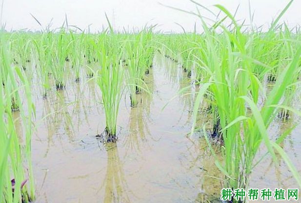 水稻如何晒田? 水稻如何晒田?