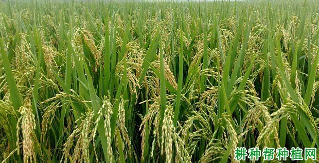 早稻品种作晚稻种植要注意什么? 早稻品种作晚稻种植要注意什么?