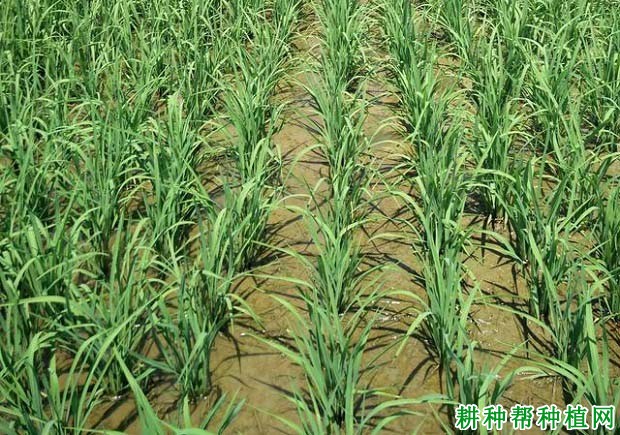 水稻如何晒田? 水稻如何晒田?