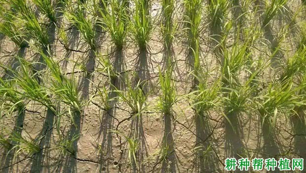 水稻如何晒田? 水稻如何晒田?