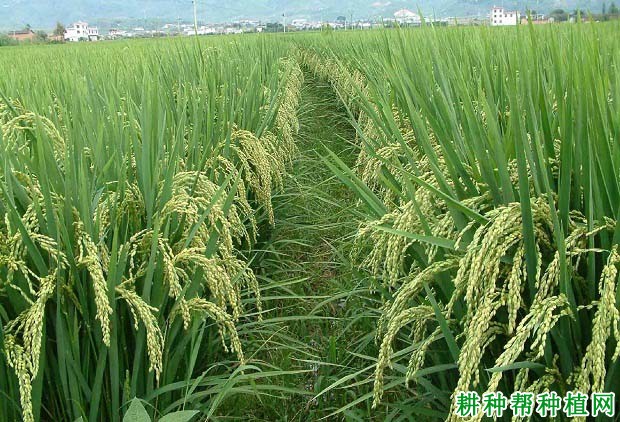 晚稻品种可以做早稻种植吗? 晚稻品种可以做早稻种植吗?