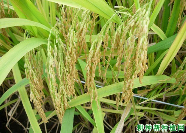 晚稻品种可以做早稻种植吗? 晚稻品种可以做早稻种植吗?