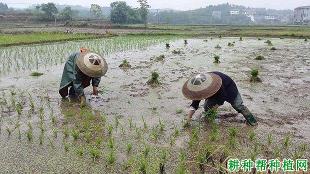 水稻为什么不宜深插秧? 水稻为什么不宜深插秧?