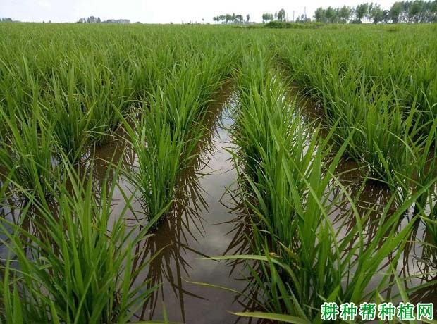 水稻为什么不宜深插秧? 水稻为什么不宜深插秧?