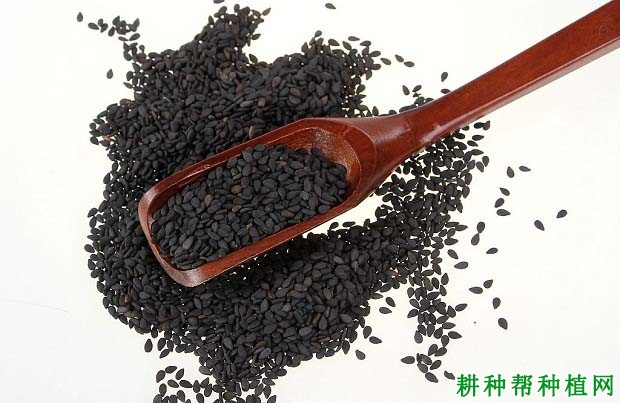 哪些人适宜吃芝麻？