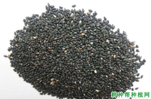 哪些人适宜吃芝麻？