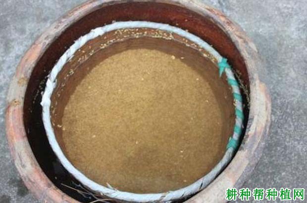 稻种浸种催芽前要做什么？