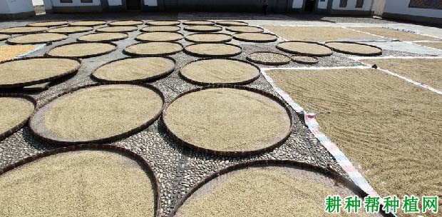 稻种浸种催芽前要做什么？