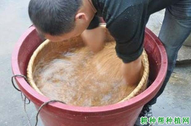 稻种浸种催芽前要做什么？