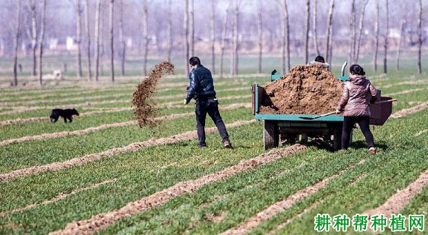 小麦什么时候需要追肥? 小麦什么时候需要追肥?