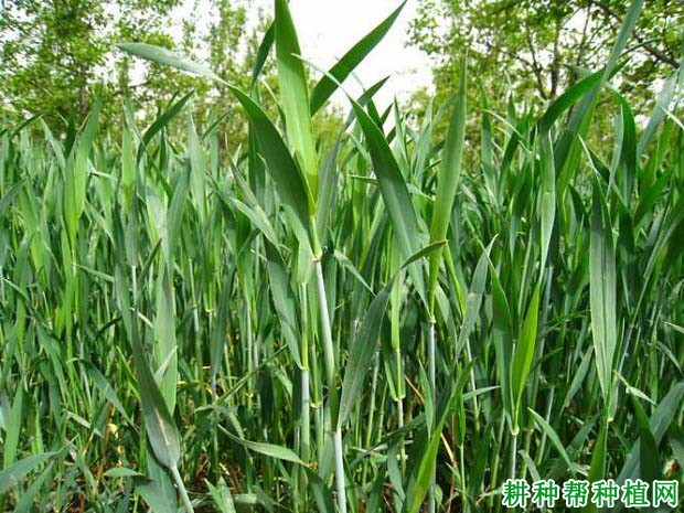 小麦什么时候需要追肥? 小麦什么时候需要追肥?