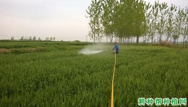 小麦倒伏对产量影响大吗？