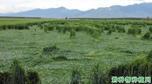 小麦倒伏对产量影响大吗？