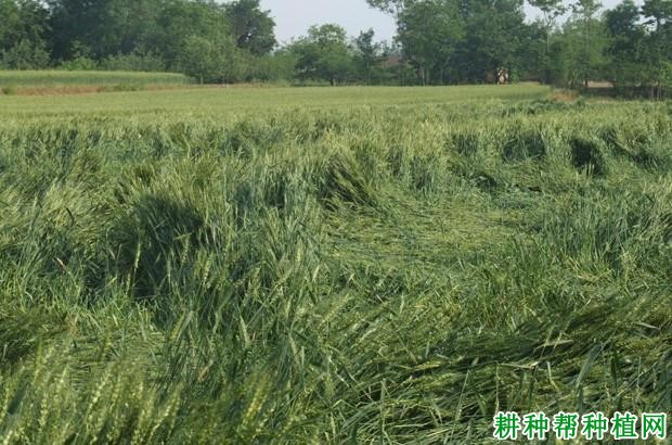 小麦倒伏对产量影响大吗？