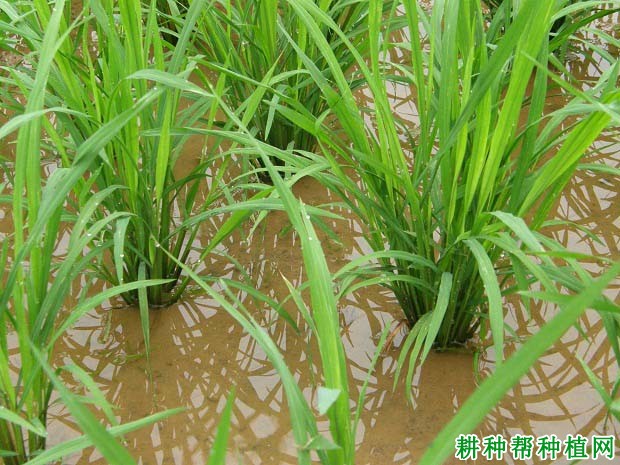 如何区分水稻的有效分蘖和无效分蘖？