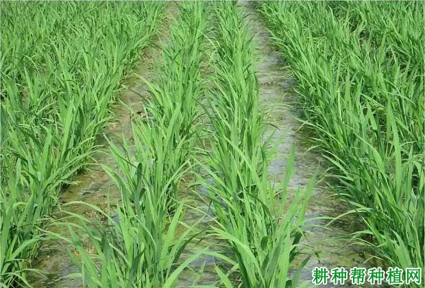 如何区分水稻的有效分蘖和无效分蘖？