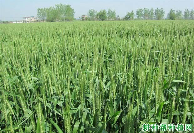 怎样提高小麦每穗粒数? 怎样提高小麦每穗粒数?