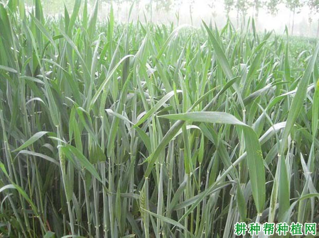 怎样提高小麦每穗粒数? 怎样提高小麦每穗粒数?