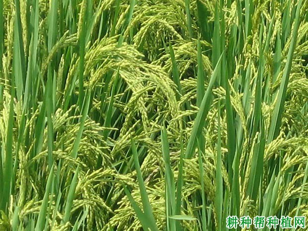 种植水稻如何施肥? 种植水稻如何施肥?