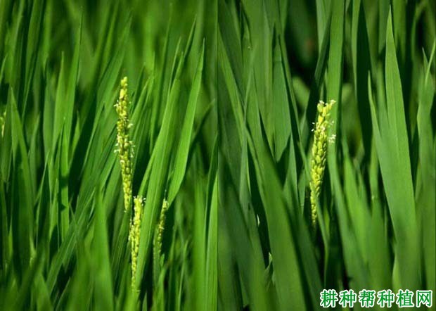 种植水稻如何施肥? 种植水稻如何施肥?