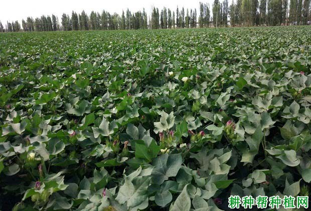 棉花发生晚熟的原因是什么？