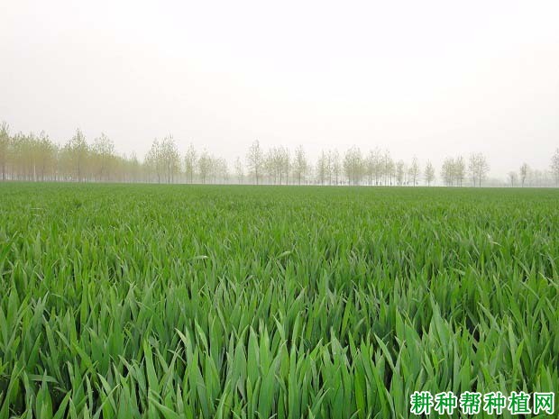 什么是小麦的春化阶段和光照阶段？