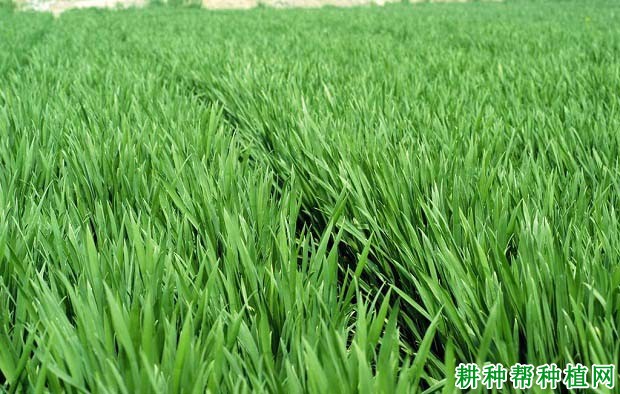 什么是小麦的春化阶段和光照阶段？