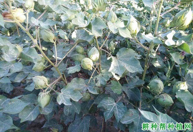 棉花发生晚熟的原因是什么？