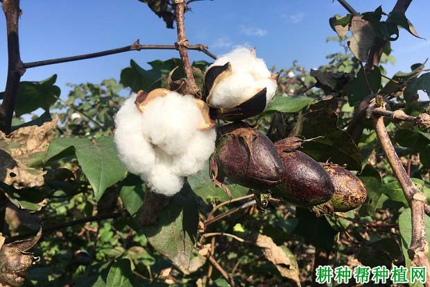 棉花发生晚熟的原因是什么？