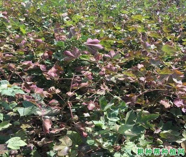 棉花发生早衰的原因是什么？