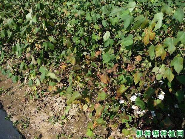 棉花发生早衰的原因是什么？