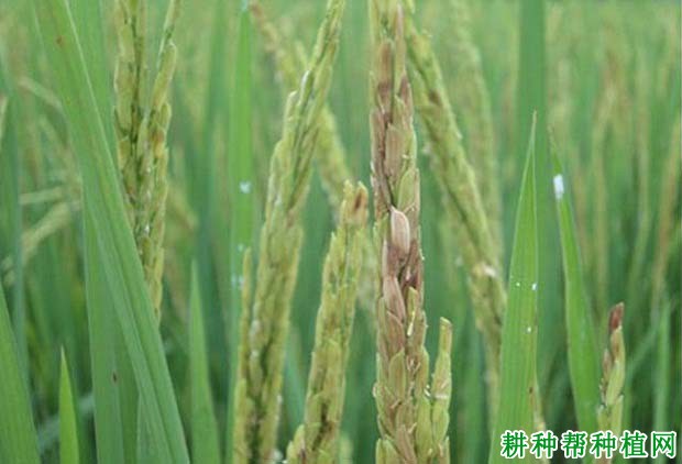 水稻空秕粒是什么引起？