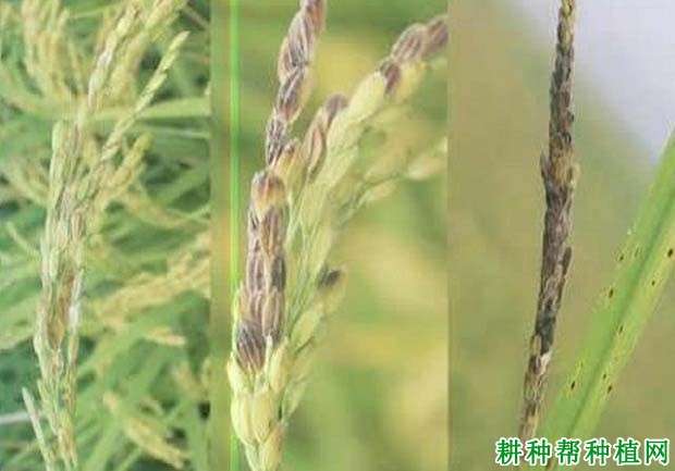 水稻空秕粒是什么引起？