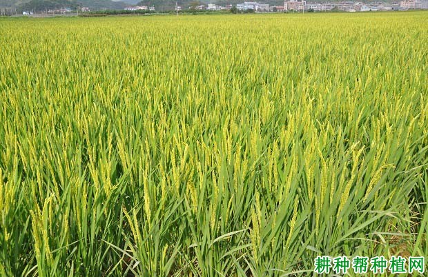 寒露风对晚稻有什么影响？