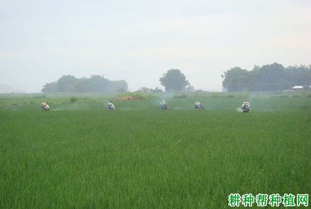 寒露风对晚稻有什么影响？