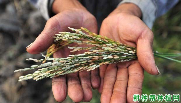 寒露风对晚稻有什么影响？