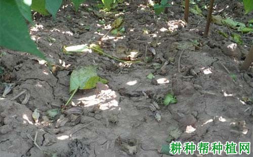 棉花蕾铃脱落的原因是什么？