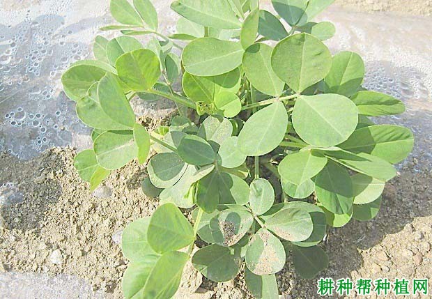 花生死蔸如何防止？