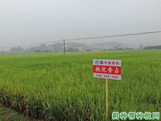 桃优香占水稻品种好不好？