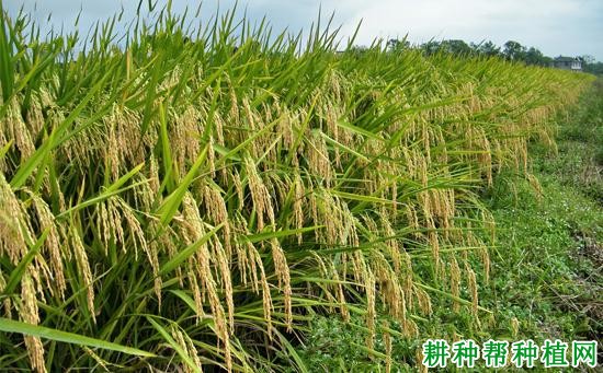 陵两优916水稻品种好不好？