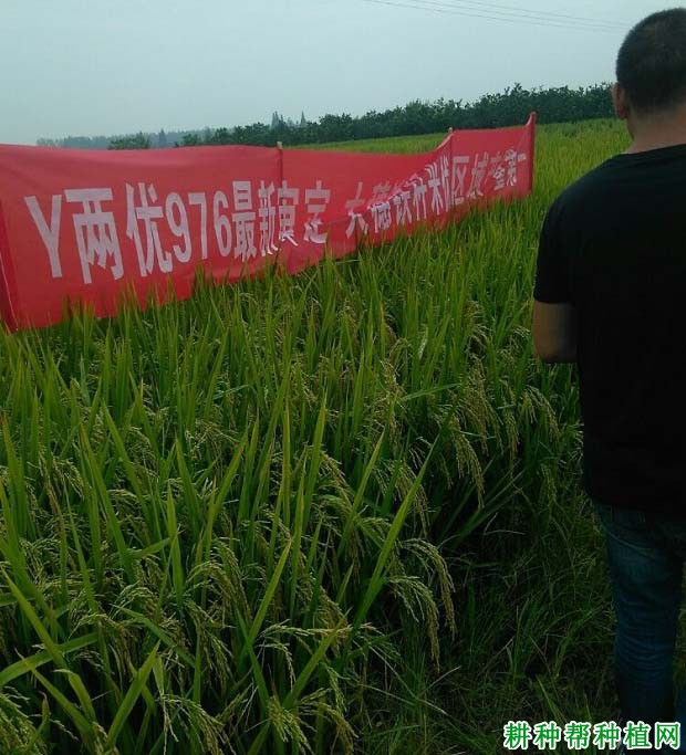 天龙两优140水稻品种好不好？