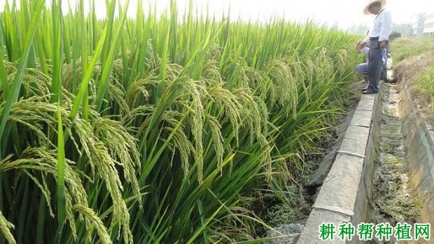 天龙两优140水稻品种好不好？