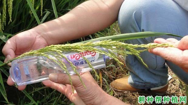 天龙两优140水稻品种好不好？