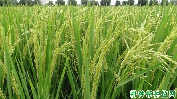 天龙两优140水稻品种好不好？