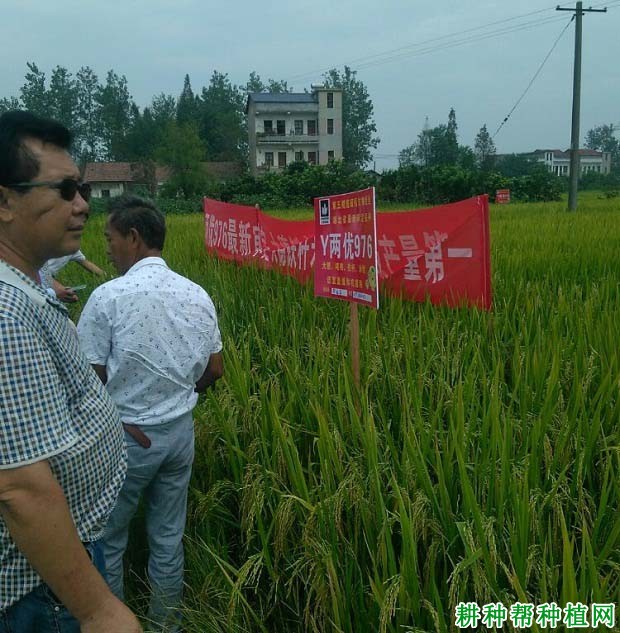 天龙两优140水稻品种好不好？