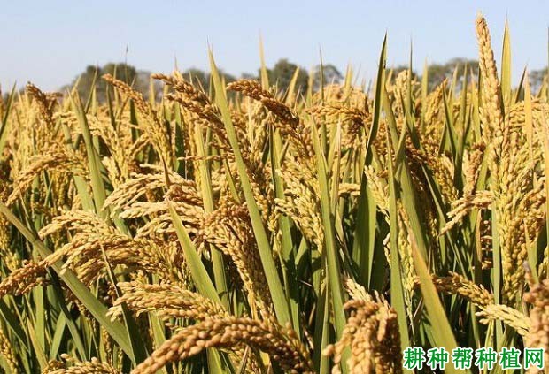 天龙两优140水稻品种好不好？