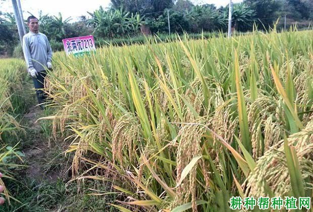 兆两优7213水稻品种好不好? 兆两优7213水稻品种好不好?