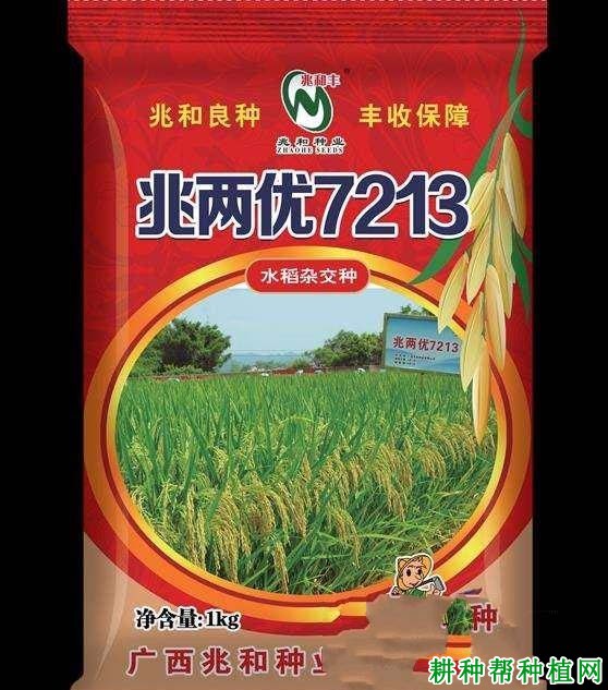 兆两优7213水稻品种好不好? 兆两优7213水稻品种好不好?