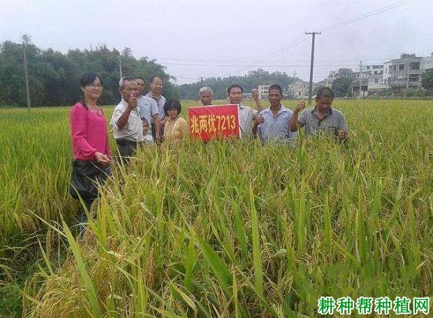 兆两优7213水稻品种好不好? 兆两优7213水稻品种好不好?