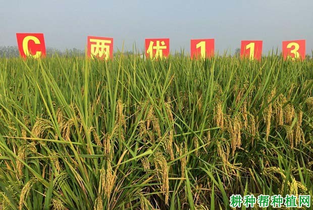 C两优113水稻品种好不好？